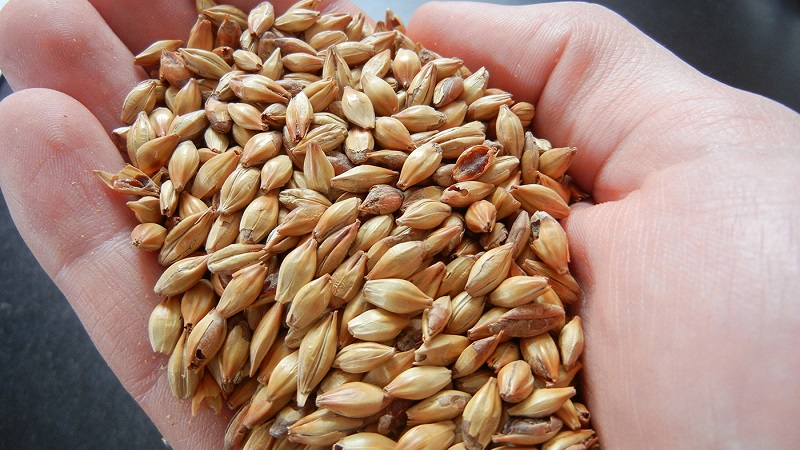 Characteristics of malting barley