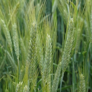 Characteristics of malting barley