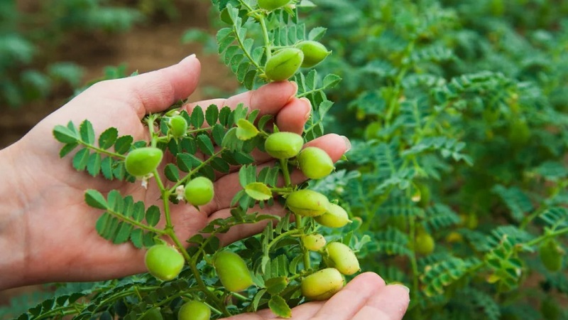 Wie Kichererbsen in der Natur und auf dem Gelände wachsen