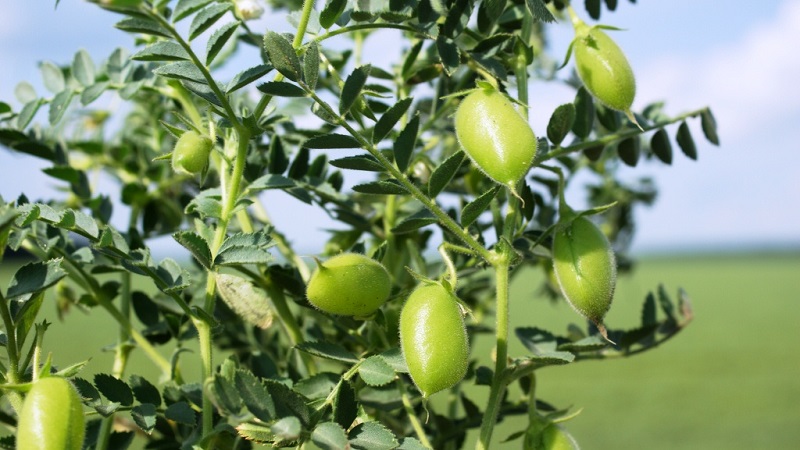 Wie Kichererbsen in der Natur und auf dem Gelände wachsen