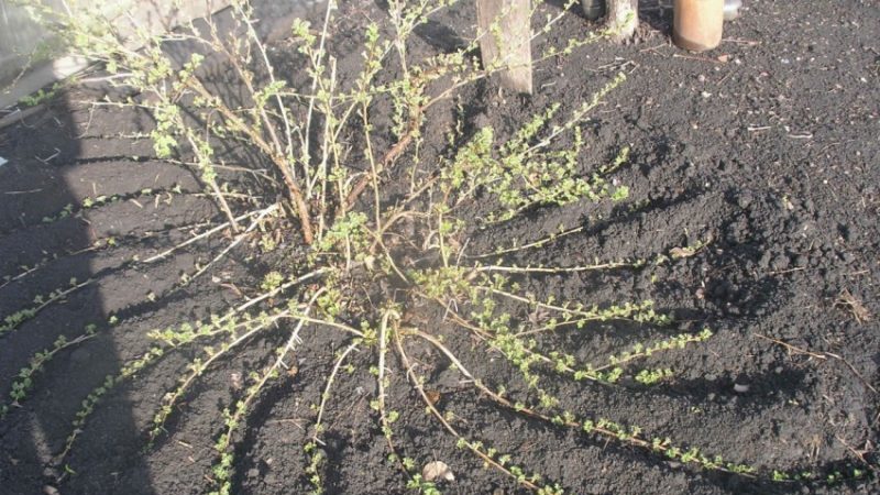 Wie sich Stachelbeeren vermehren - auf alle Arten