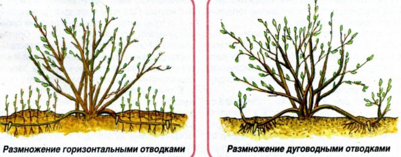 Was ist der gute Stachelbeerkommandant (Vladil) und warum lohnt es sich zu wachsen?