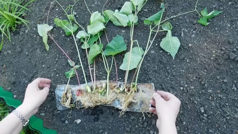 Wie man Bohnen im Freien anbaut