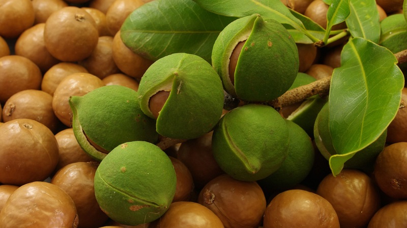 Wie schmeckt und riecht Macadamianuss, wie isst man sie richtig?