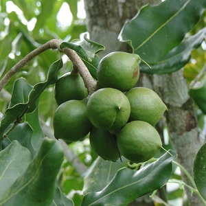 Wie schmeckt und riecht Macadamianuss, wie isst man sie richtig?