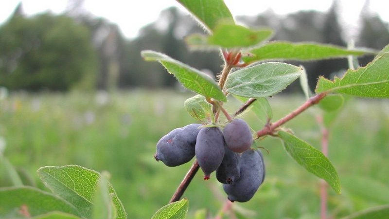 Kamtschatka Geißblatt - Beschreibung und die besten Sorten