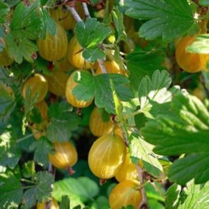 Allgemeine Merkmale und Beschreibung der Sorten haariger Stachelbeeren