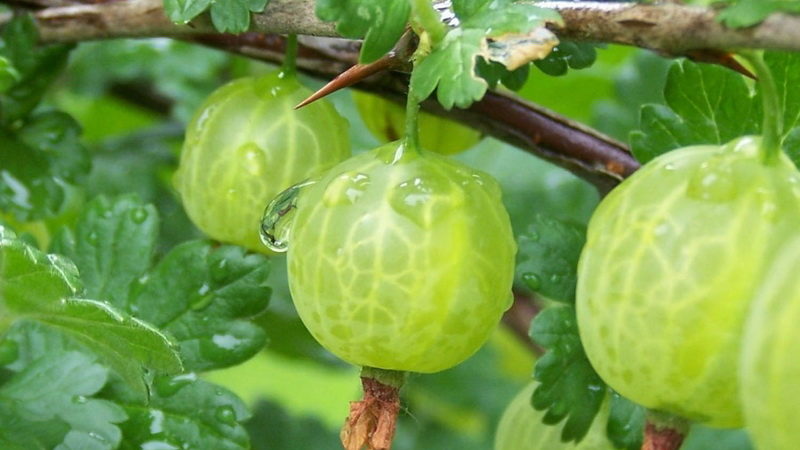 Stachelbeersorten von belarussischen Züchtern: Ravol, Coral und andere