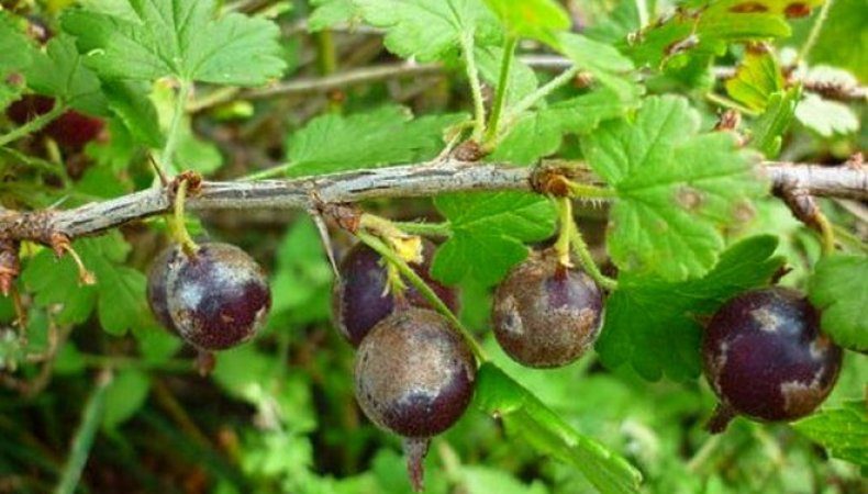 Ertragreiche Stachelbeersorte mit dunkelroten Früchten Russisch