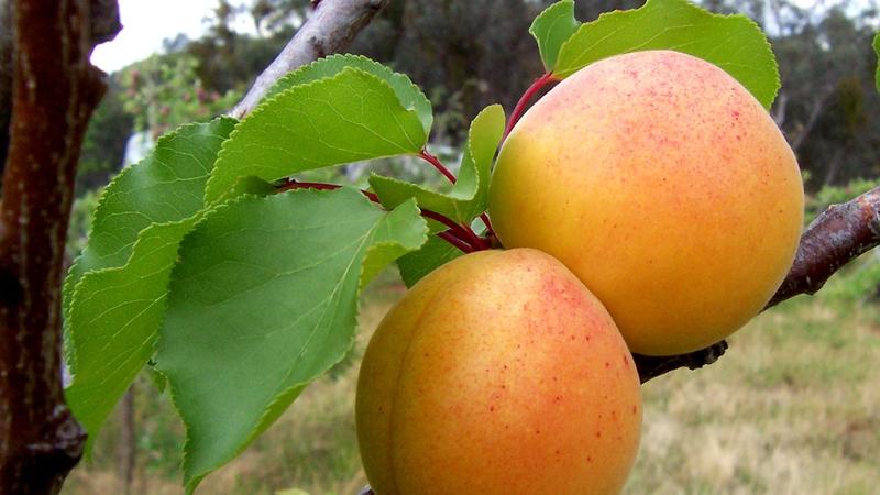 The best varieties of apricots for central Russia