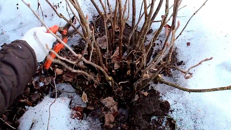 Die Hauptphasen der Johannisbeerpflege im Frühjahr nach dem Winter