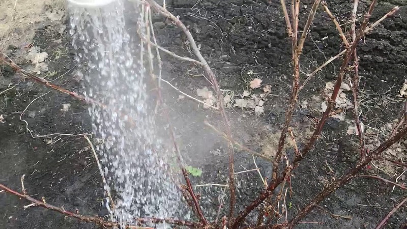 Die Hauptphasen der Johannisbeerpflege im Frühjahr nach dem Winter