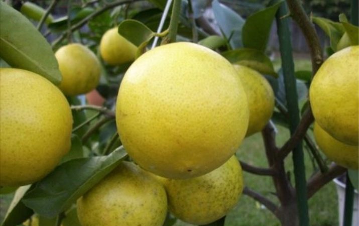 Lime varieties - description and characteristics