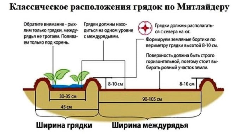 Planting and growing potatoes according to the Mittlider method for high yields