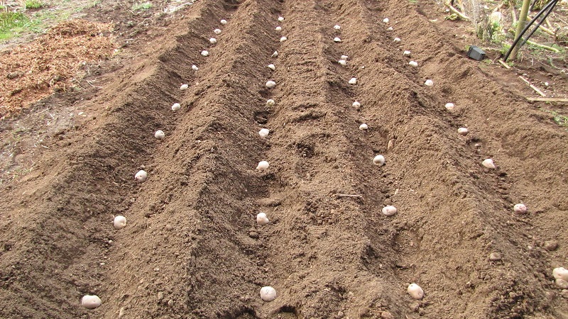 Kartoffelanbaumaschinen - Merkmale landwirtschaftlicher Maschinen