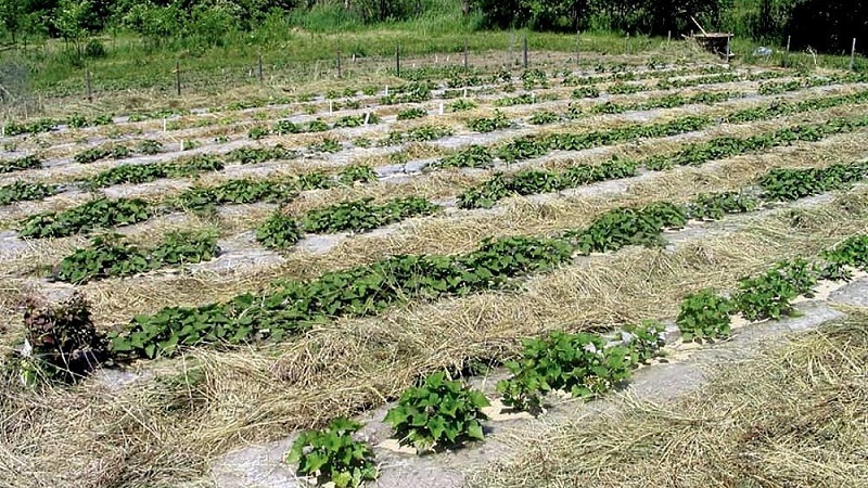 Planting and growing potatoes according to the Mittlider method for high yields