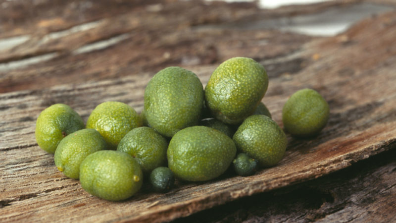 Lime varieties - description and characteristics