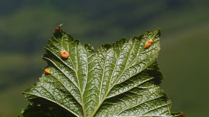 How to deal with currant rust and prevent its appearance