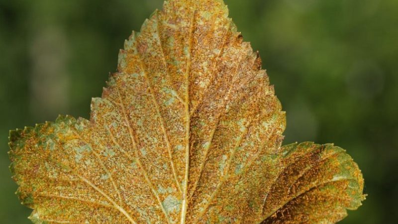 How to deal with currant rust and prevent its appearance