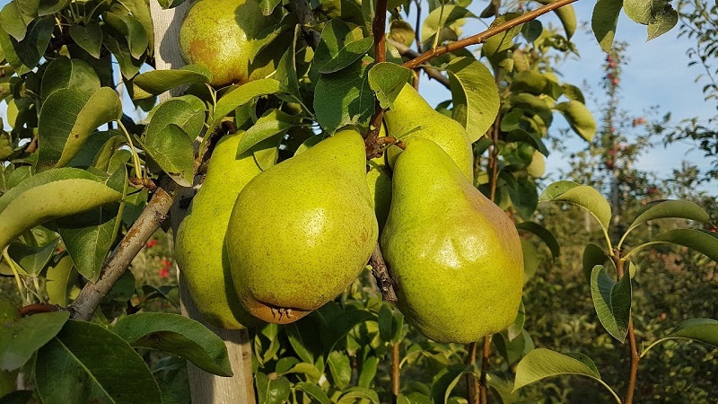 Die süßesten und saftigsten Birnensorten