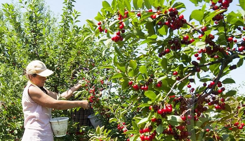 Ertragreiche frühreife Kirschsorte Malyshka