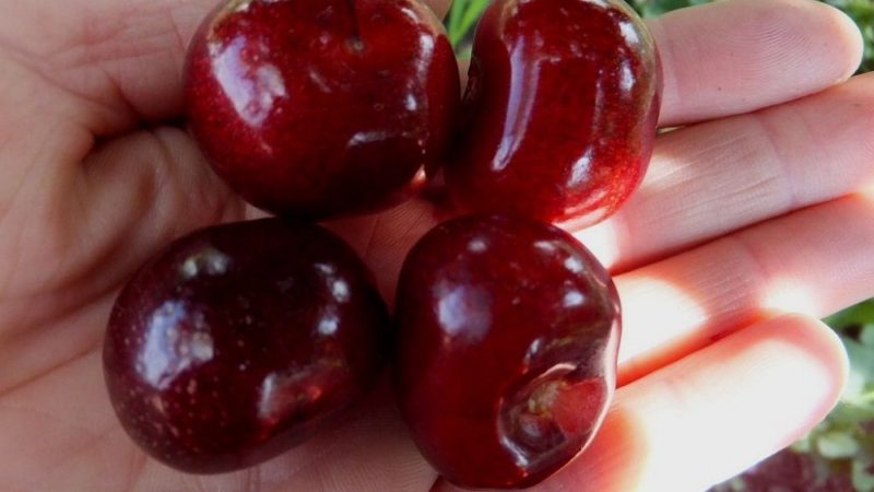 Wetterfeste Süßkirschsorte Vasilisa mit großen und leckeren Beeren