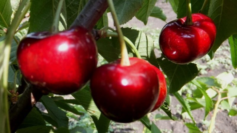 Wetterfeste Süßkirschsorte Vasilisa mit großen und leckeren Beeren