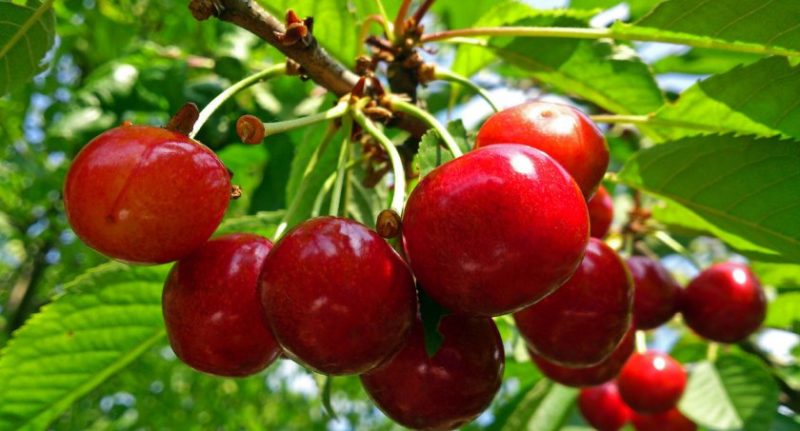 Wetterfeste Süßkirschsorte Vasilisa mit großen und leckeren Beeren