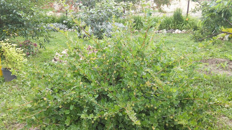 Fruchtfolge im Garten: Was kann neben schwarzen Johannisbeeren gepflanzt werden?