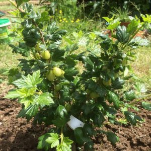 Günstige Bedingungen für den Anbau von Beeren: Welche Art von Bodenstachelbeeren mögen und wie man sie richtig anreichert