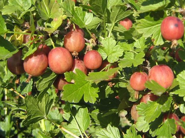 Süße und saftige Stachelbeersorte Yubilyar