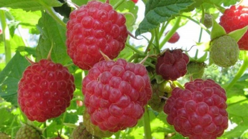 Anleitung zur Pflege von Himbeeren im Frühjahr nach dem Winter und Ratschläge von erfahrenen Gärtnern