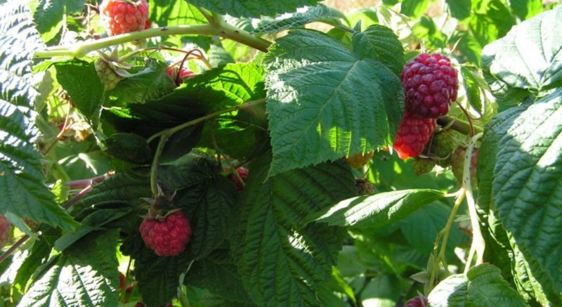 Wie man Himbeerasche im Sommer füttert: Anleitung