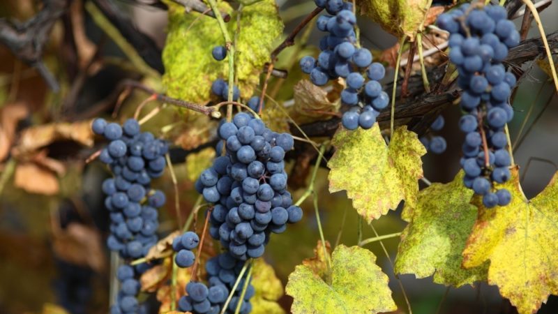 Unprätentiöse leckere Carmenere-Rebsorte