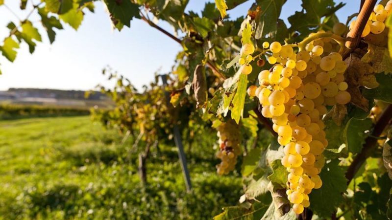 Welche französischen und kubanischen Rebsorten werden zur Herstellung von Cognac verwendet?