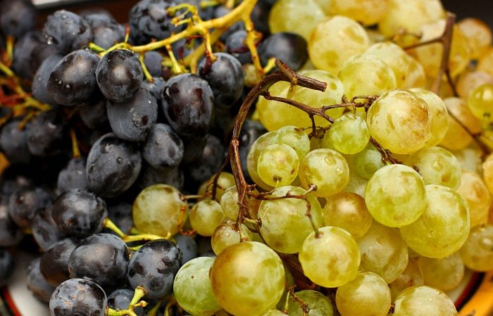 Welche französischen und kubanischen Rebsorten werden zur Herstellung von Cognac verwendet?