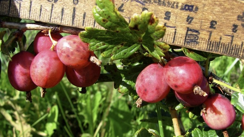 Sorten und Merkmale des Anbaus von Stachelbeeren ohne Dornen