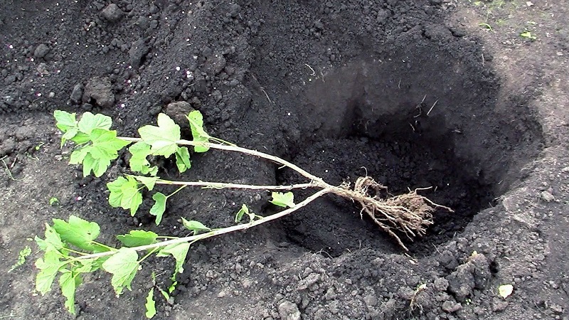 Günstige Bedingungen für den Anbau von Beeren: Welche Art von Bodenstachelbeeren mögen und wie man sie richtig anreichert