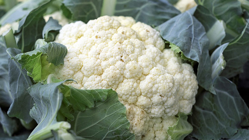 Ist es möglich, Blumenkohl während des Stillens in die Ernährung aufzunehmen?