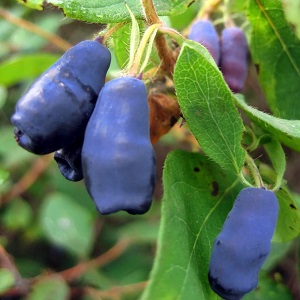 Kältebeständige Geißblatt-Sorte Blaubeere mit süß-sauren Früchten