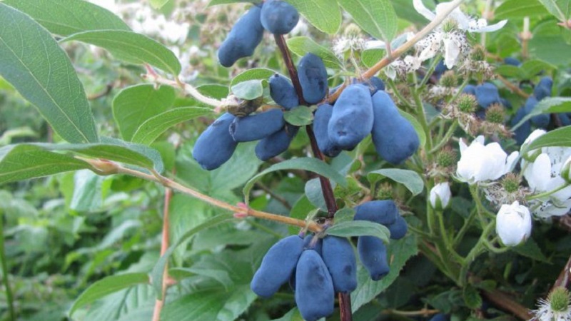 Kältebeständige Geißblatt-Sorte Blaubeere mit süß-sauren Früchten