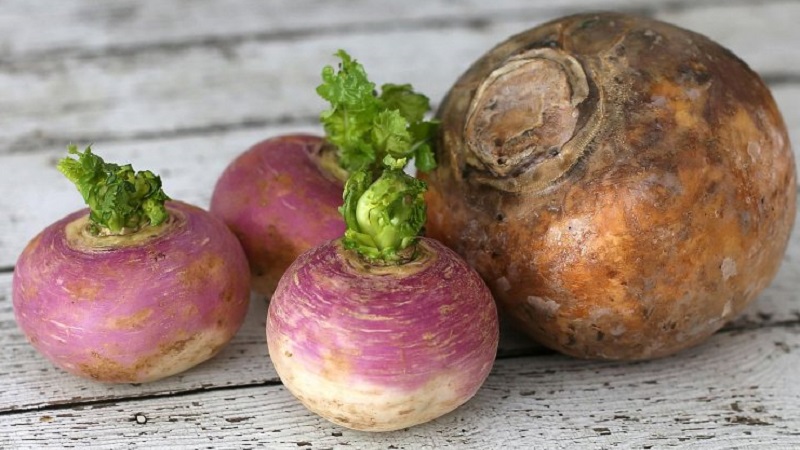 Was ist der Unterschied zwischen Rutabaga und Rübe?