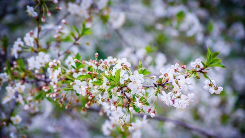 Ertragreiche frühreife Kirschsorte Malyshka