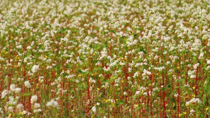 Was ist Buchweizen und wie sieht es aus, wenn es auf dem Feld wächst?