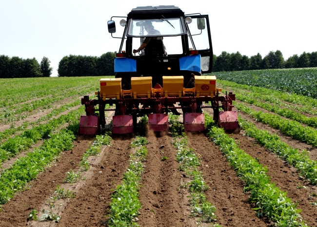 Vor- und Nachteile des Kartoffelanbaus mit niederländischer Technologie