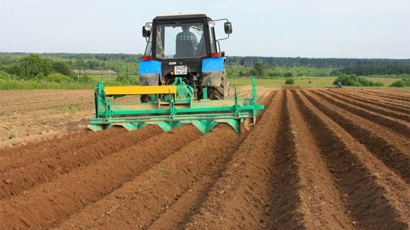 Vor- und Nachteile des Kartoffelanbaus mit niederländischer Technologie