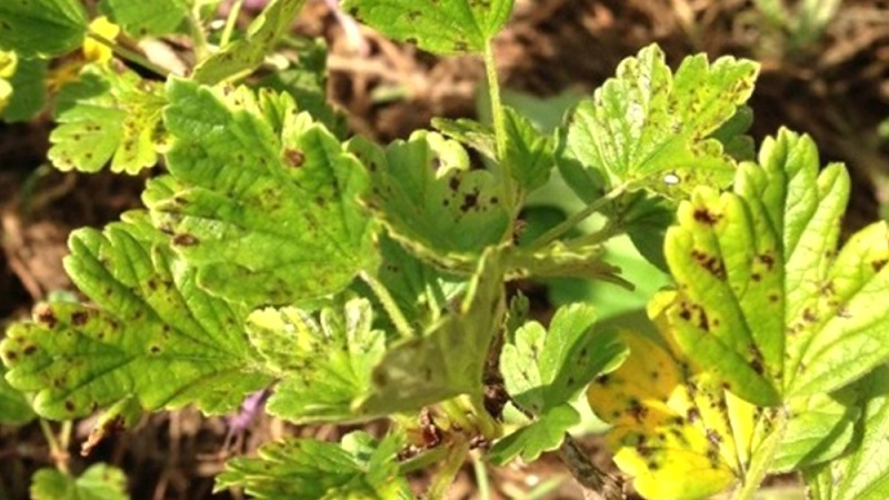 Allgemeine Merkmale und Beschreibung der Sorten haariger Stachelbeeren