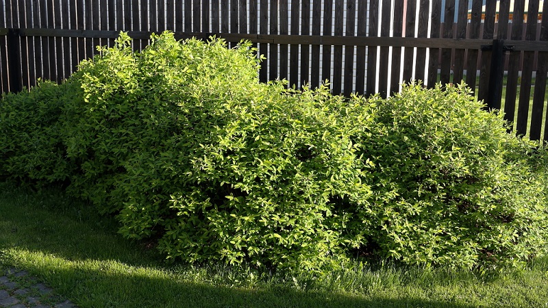 Wo kann man am besten Geißblatt pflanzen: im Schatten oder in der Sonne und nach welchen anderen Kriterien kann man einen Platz wählen?