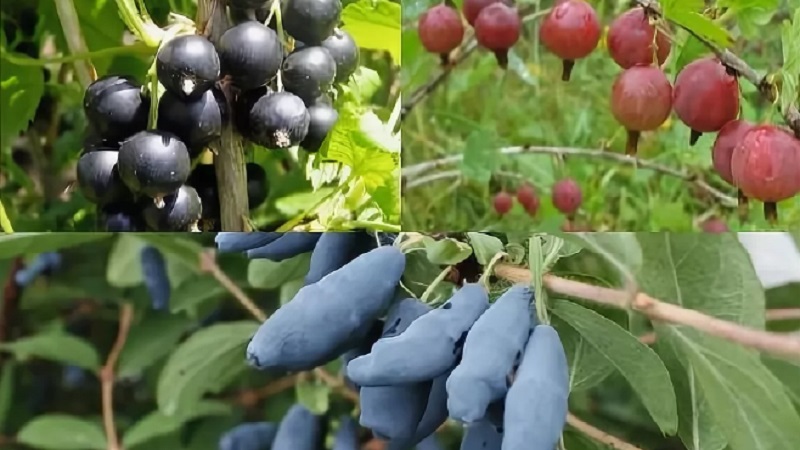 Wo kann man am besten Geißblatt pflanzen: im Schatten oder in der Sonne und nach welchen anderen Kriterien kann man einen Platz wählen?