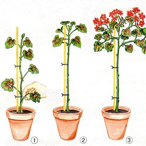 Wie man Granatäpfel im Garten und zu Hause richtig beschneidet